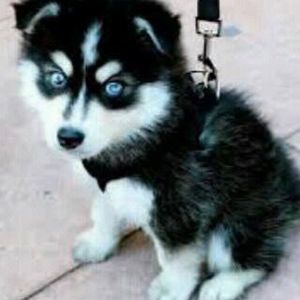 Meet your Posher, Destiny